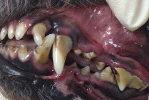 anesthesia free teeth cleaning for dogs