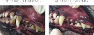 anesthesia free teeth cleaning for dogs