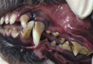 dog dental cleaning